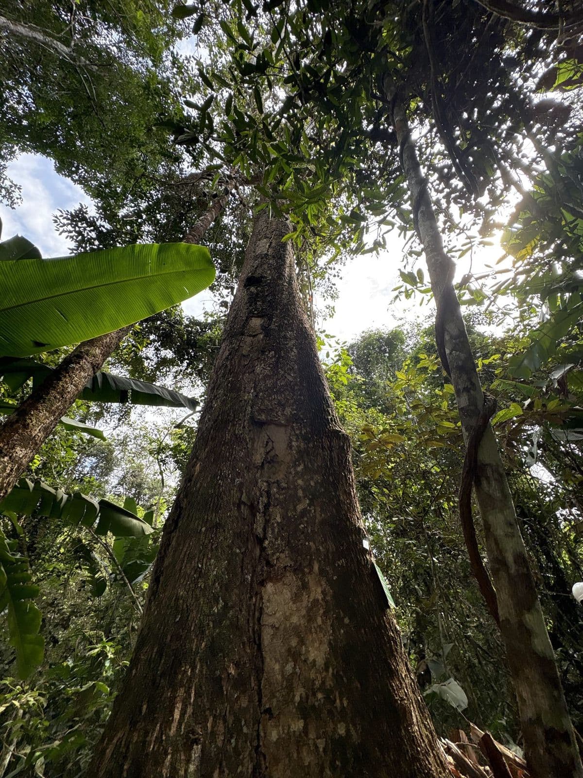 Marine Box partner tall native hardwood trees standing in a legally managed forest concession in Mato Grosso, Brazil